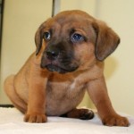 Adopted March 9