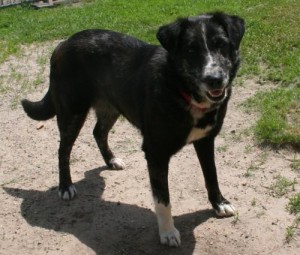 Bess was adopted on June 23, 2015