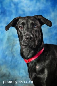 Sadie was adopted on June 24, 2015