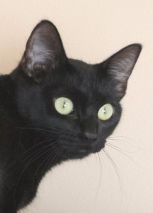Adopted September 2nd