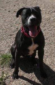 Adopted October 6