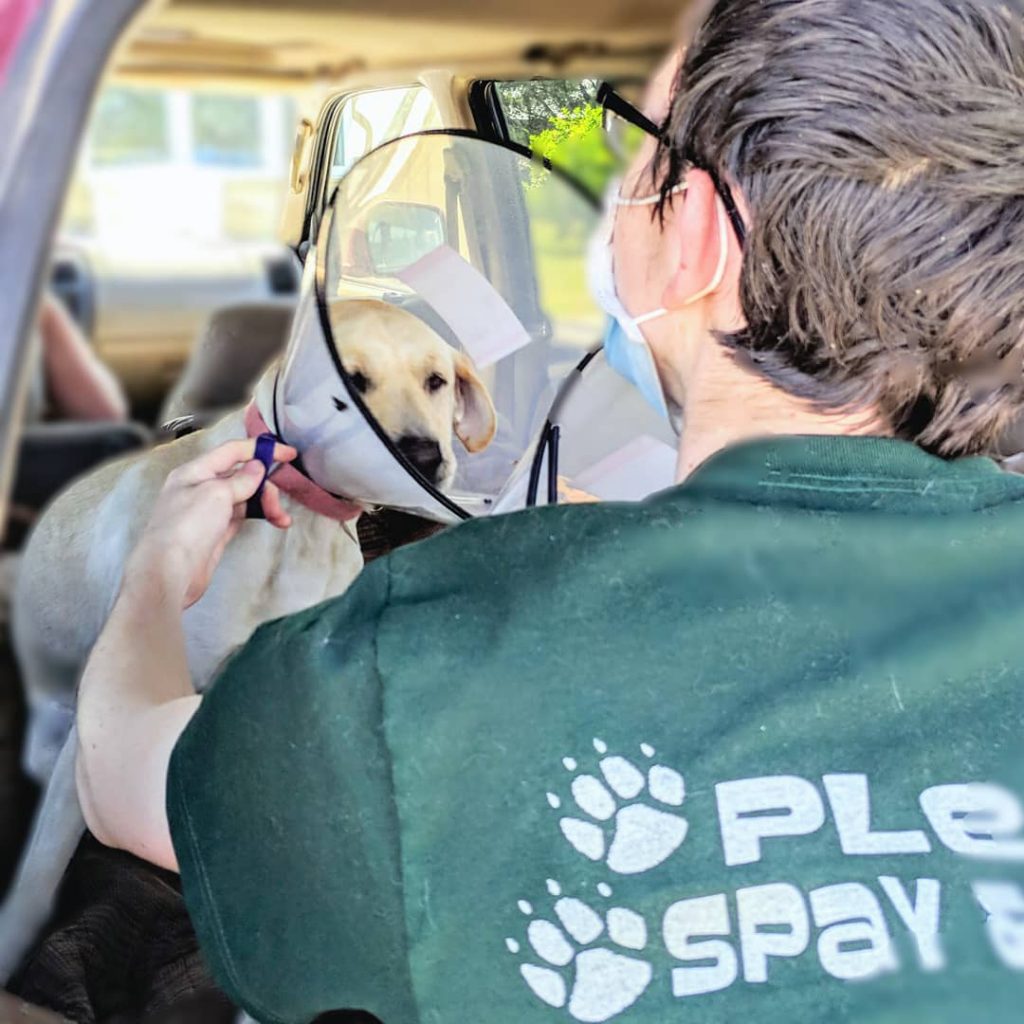 petfixers101