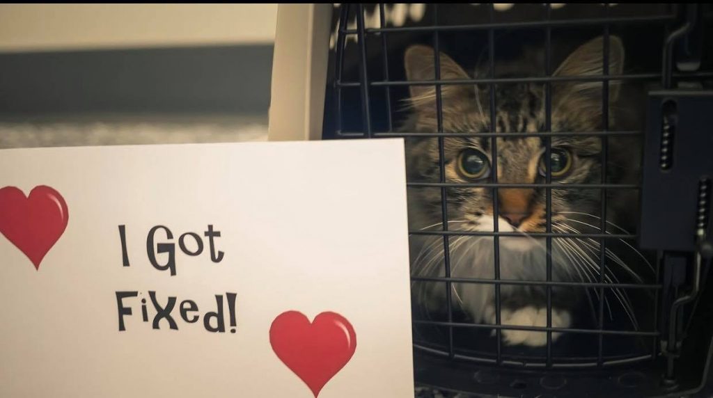 petfixers7