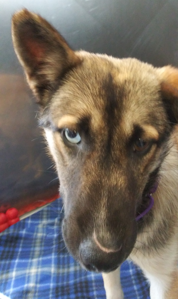 Sable (Kia)