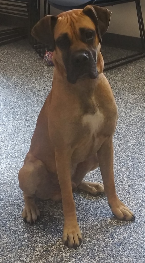 Scooby