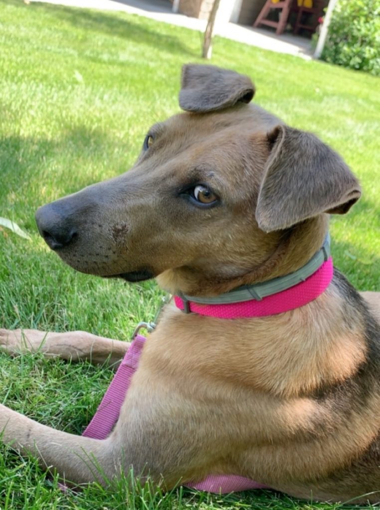 Layla