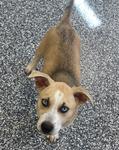 Utah (Koda)