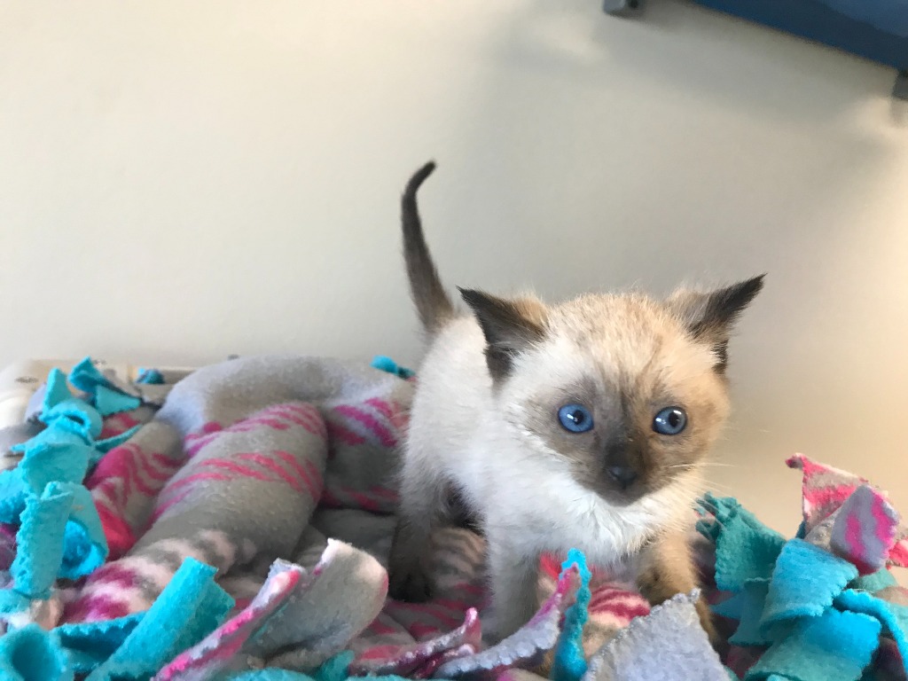 lelo.mochi