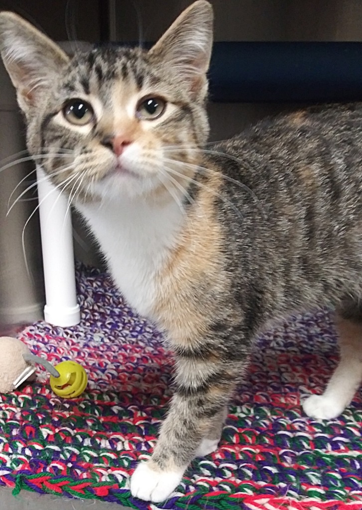 tigra