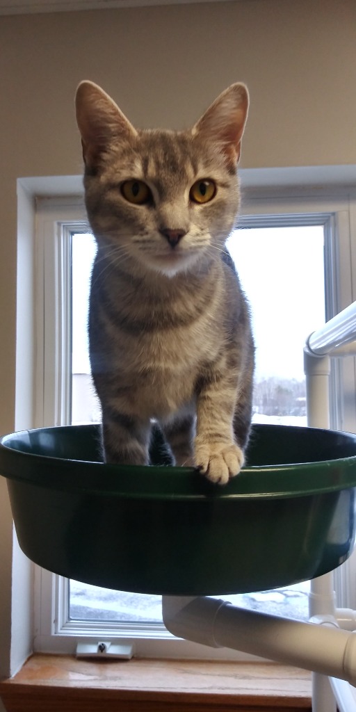 tilly
